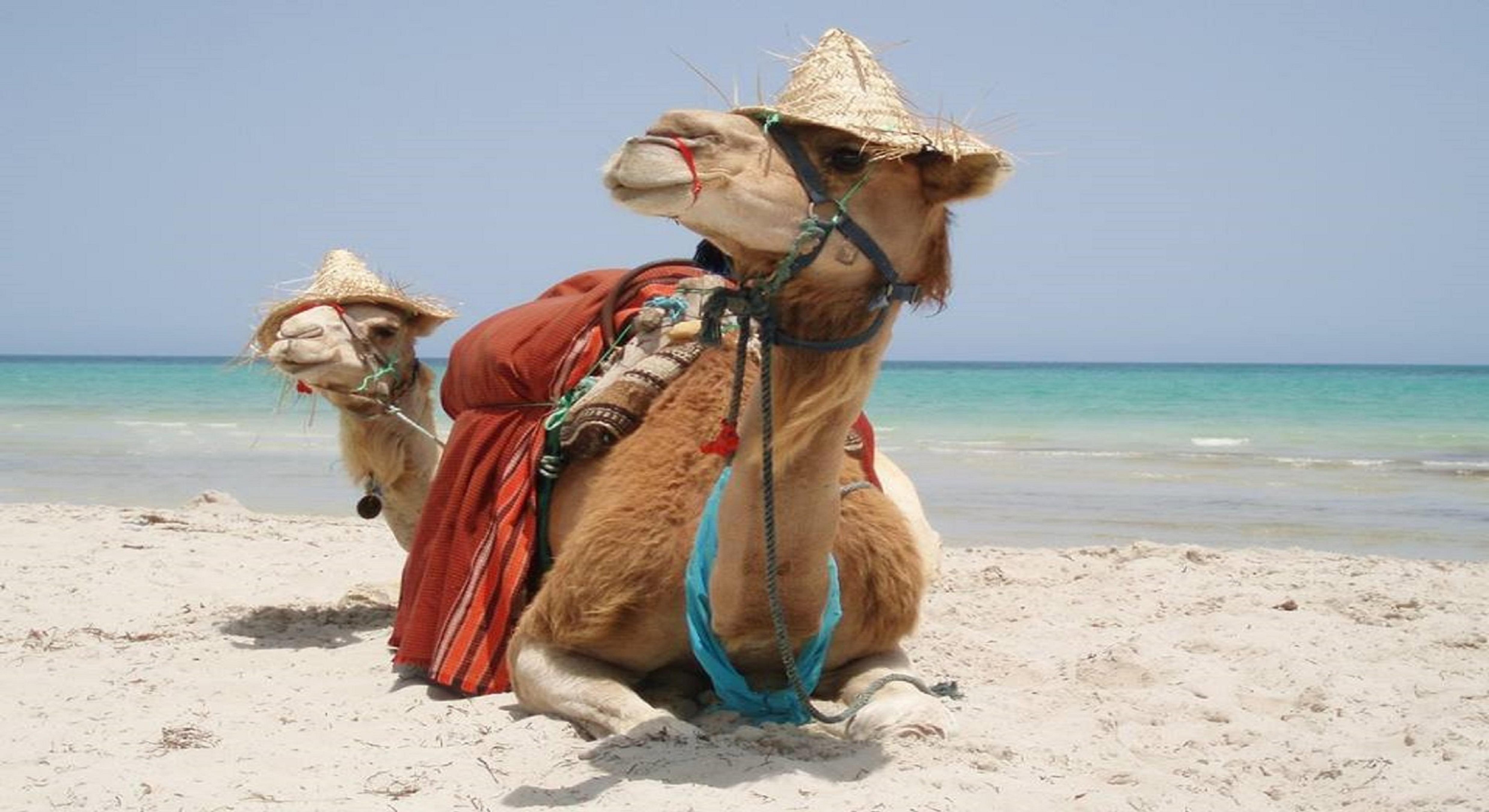 Jerba Sun Club Hotel Mezraia Eksteriør billede